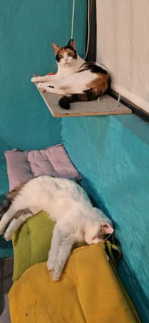 Athens: Cat Cafe Visit with Drink and Sweet - Key points before you go