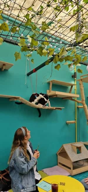 Athens: Cat Cafe Visit with Drink and Sweet - Cat Café Athens in 90 Minutes: What You Really Get