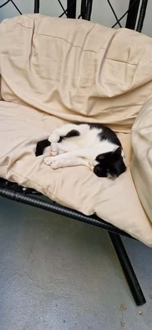 Athens: Cat Cafe Visit with Drink and Sweet - Your Included Drink and Sweet: Simple Planning, Good Comfort
