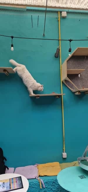 Athens: Cat Cafe Visit with Drink and Sweet - The Cats and the Adoption Mission: Meet Them With Respect