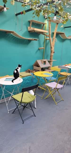 Athens: Cat Cafe Visit with Drink and Sweet - What Happens During Your 1.5 Hours: A Practical Flow