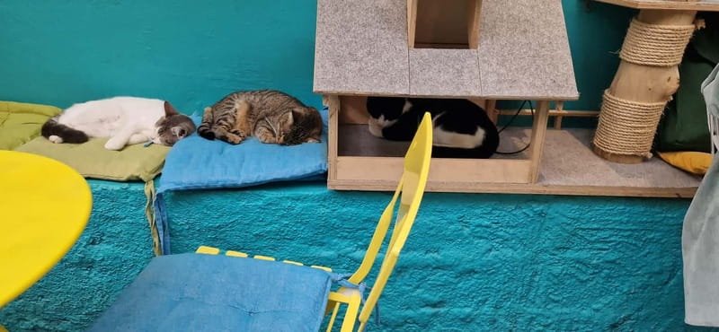 Athens: Cat Cafe Visit with Drink and Sweet - Events You Might Catch: Yoga With Cats and Adoption Days