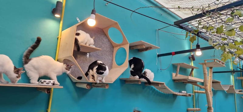 Athens: Cat Cafe Visit with Drink and Sweet - Price and Value: Why $7.90 Can Make Sense