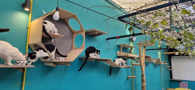 Athens: Cat Cafe Visit with Drink and Sweet - Where This Fits Best in Your Athens Day