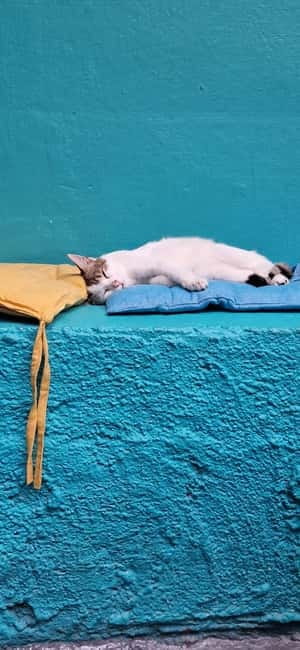 Athens: Cat Cafe Visit with Drink and Sweet - Walking In: The Calm Setup and How the Room Feels