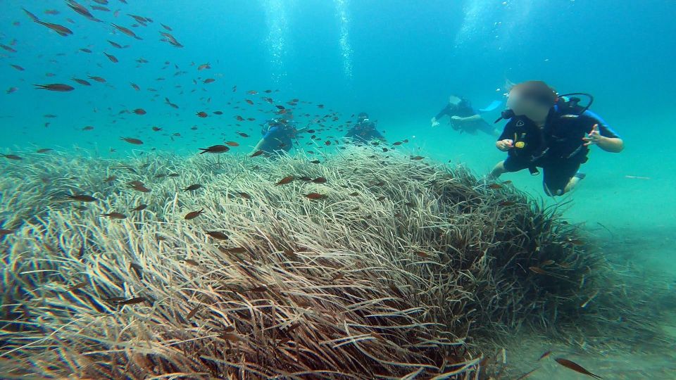 Athens East Coast: Discover Scuba Diving in Nea Makri - Small-group coaching: learning faster with up to 4 participants